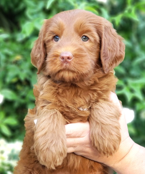 Rapunzel